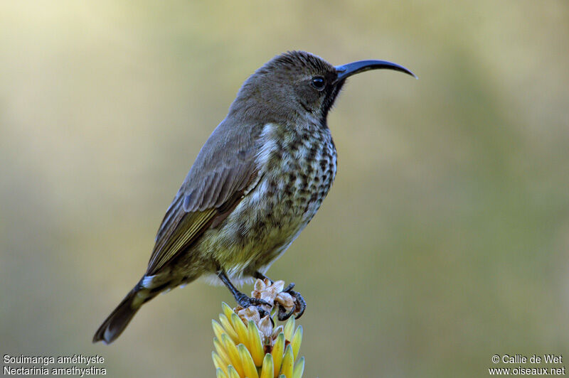 Amethyst Sunbird