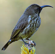 Amethyst Sunbird