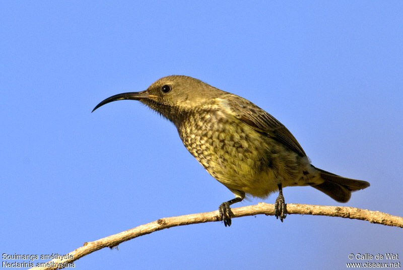 Amethyst Sunbird