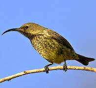 Amethyst Sunbird