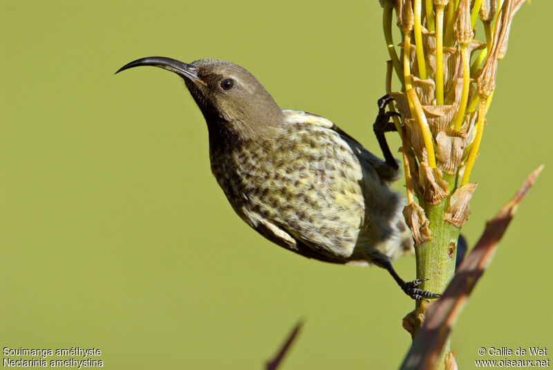 Amethyst Sunbird