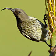 Amethyst Sunbird