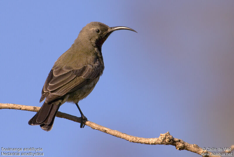 Amethyst Sunbird