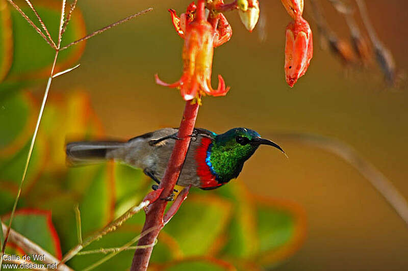 Southern Double-collared Sunbird male, identification