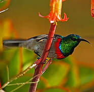 Southern Double-collared Sunbird