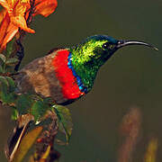 Southern Double-collared Sunbird