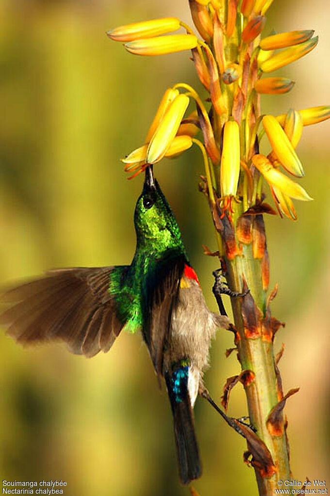 Southern Double-collared Sunbird male