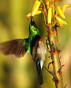 Southern Double-collared Sunbird