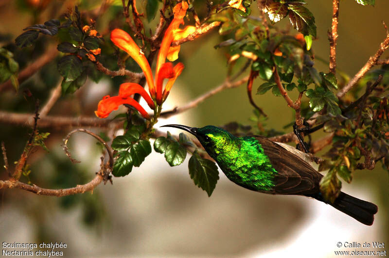 Southern Double-collared Sunbird male adult