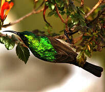 Southern Double-collared Sunbird