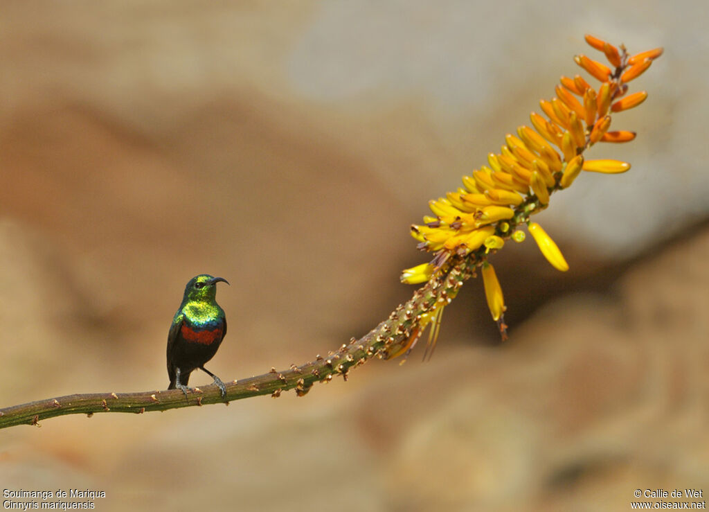 Marico Sunbird male adult