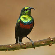 Marico Sunbird