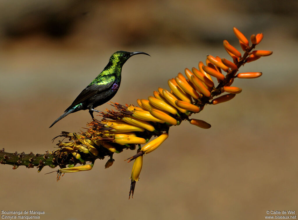 Marico Sunbird male adult