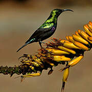 Marico Sunbird