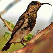 Dusky Sunbird