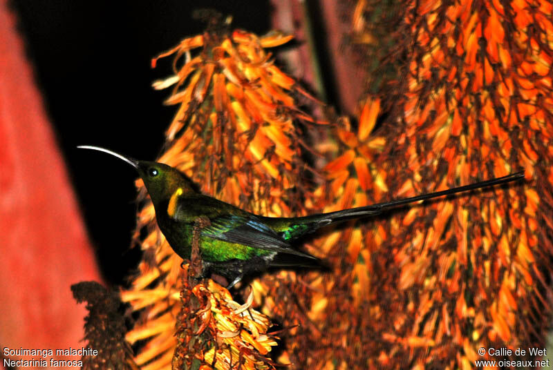 Malachite Sunbird male adult breeding
