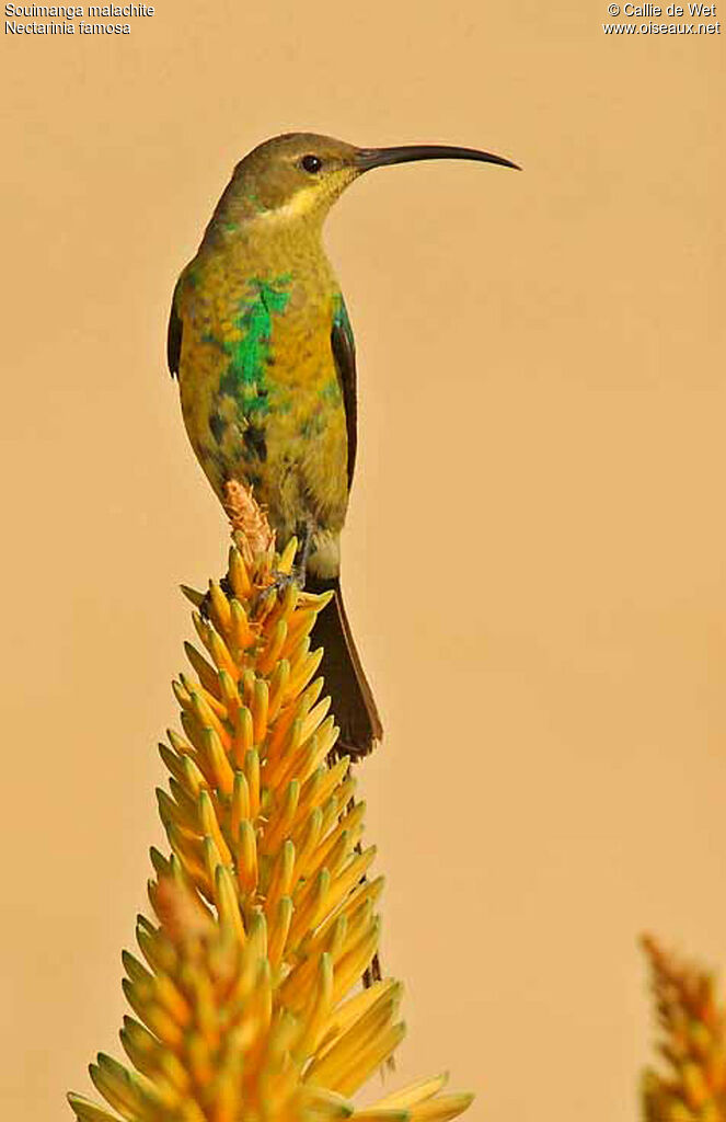 Malachite Sunbird male adult