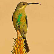 Malachite Sunbird