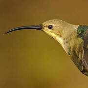 Malachite Sunbird