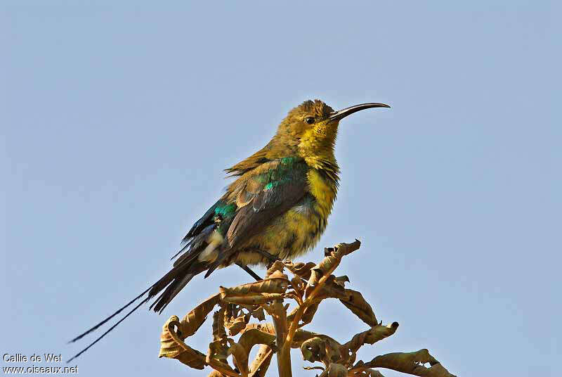Malachite Sunbird male adult transition, identification