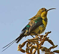 Malachite Sunbird