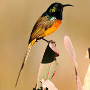 Orange-breasted Sunbird