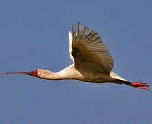 African Spoonbill