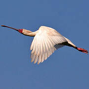 African Spoonbill