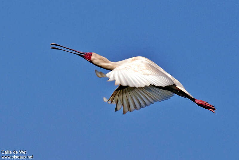 African Spoonbilladult, Flight