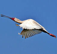 African Spoonbill