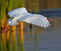 African Spoonbill