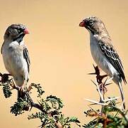 Scaly-feathered Weaver