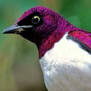 Violet-backed Starling