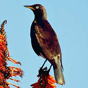 Pied Starling