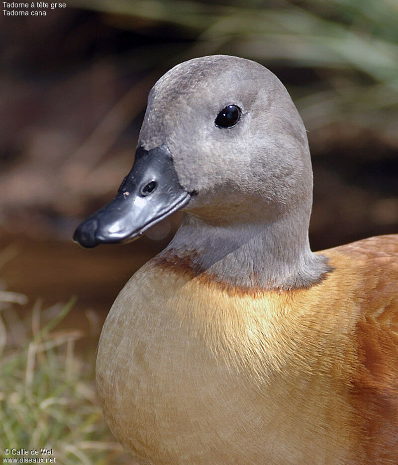 South African Shelduck male adult