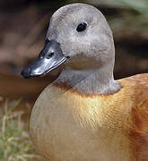 South African Shelduck