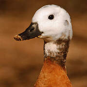 South African Shelduck