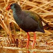 African Swamphen