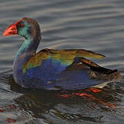 African Swamphen