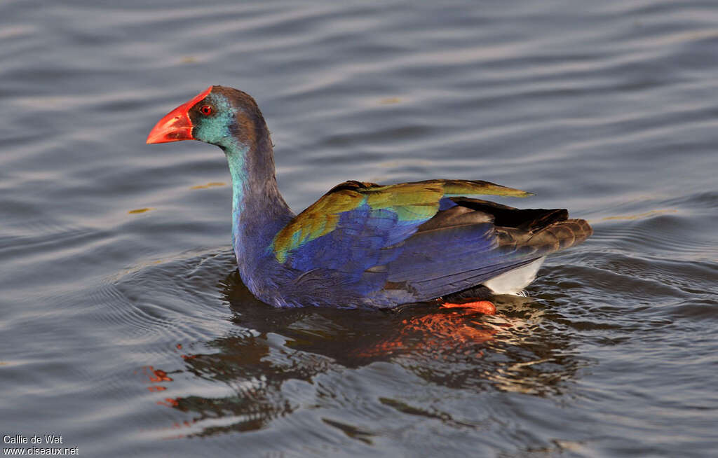 African Swamphenadult, pigmentation, swimming