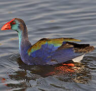 African Swamphen