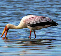 Yellow-billed Stork