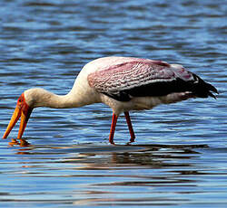 Tantale ibis