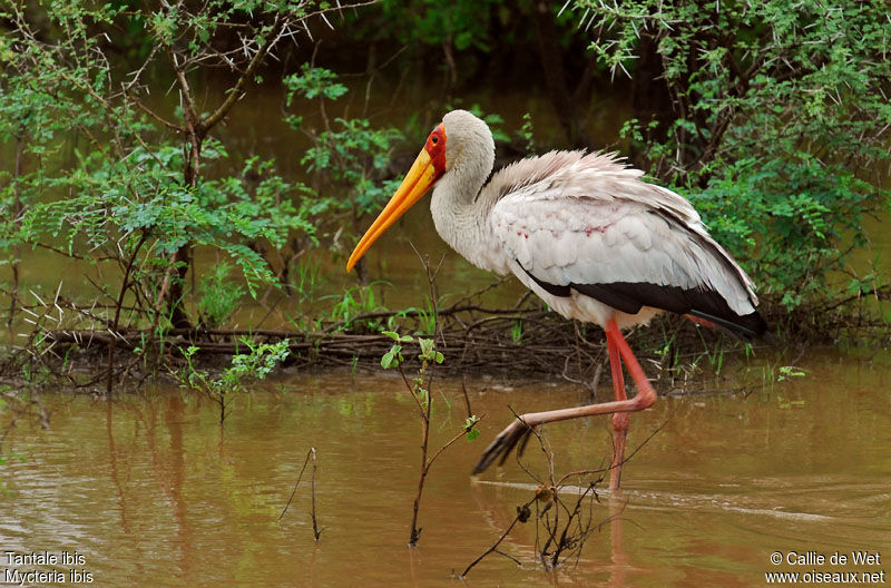 Yellow-billed Storkadult breeding