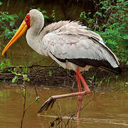 Yellow-billed Stork