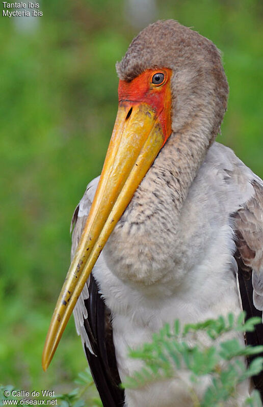 Tantale ibisjuvénile