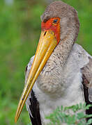 Yellow-billed Stork