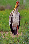 Yellow-billed Stork