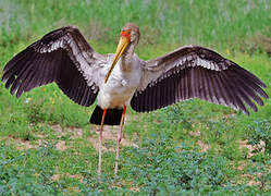 Yellow-billed Stork