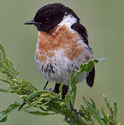 African Stonechat